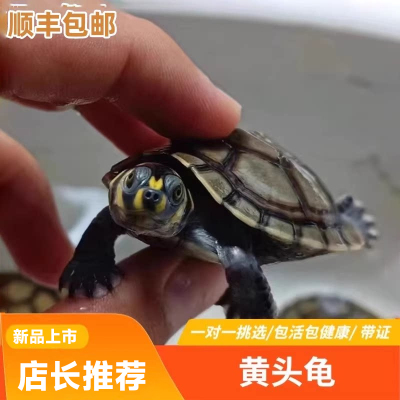 黄头侧颈龟忍者神龟圆澳侧颈龟