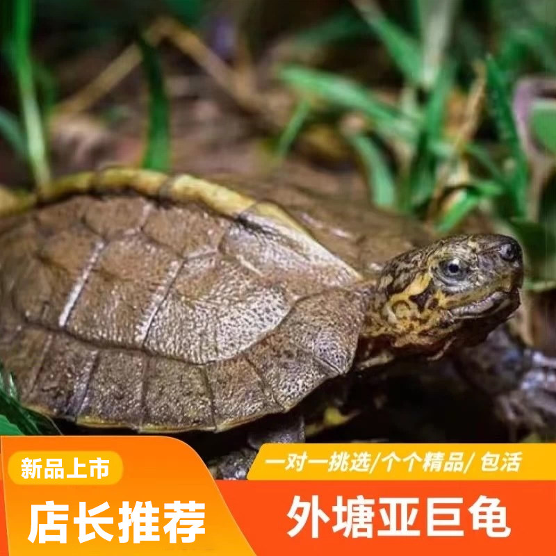 亚洲巨型龟亚巨苗活体亚巨种龟素食龟吃菜龟半水龟好养招财可挑选