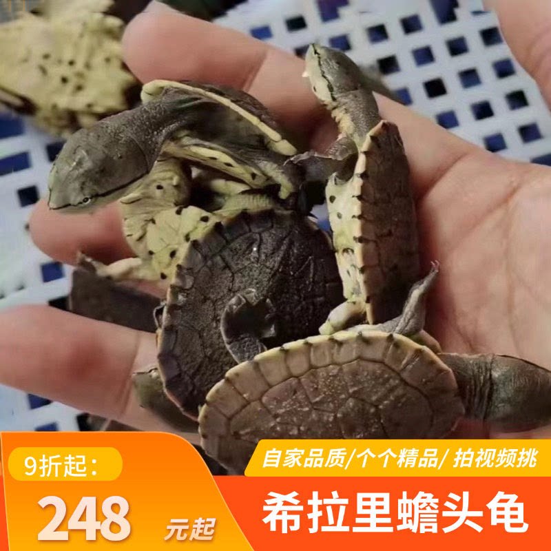 希拉里蟾头龟深水鱼缸活泼花面蟾头侧颈龟网红观赏宠物龟乌龟活体