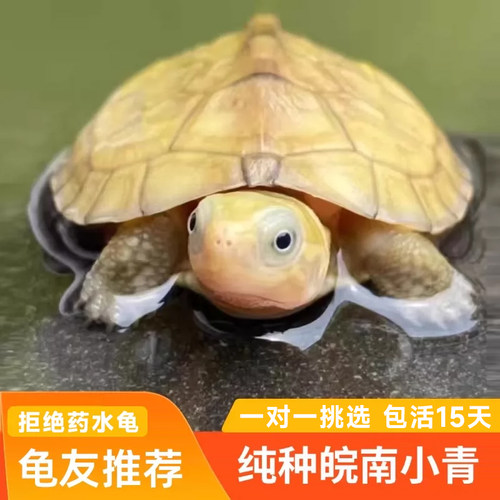 小青皖南龟黄喉拟水乌龟活物石金钱龟苗观赏纯种活体龟三黄可挑选