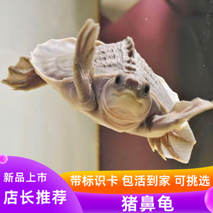 人工猪鼻龟活体深水幼龟沉底饲料热观赏飞河龟龙鱼伴侣配鱼可挑