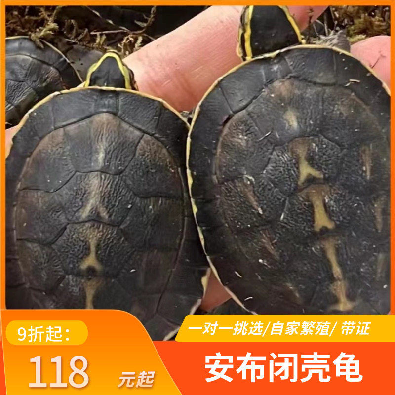 安布闭壳龟安布苗扁安宠物龟半水龟线安苗杂食龟活体灰招财龟可挑,宠物/宠物食品及用品,龟/鳖,淘宝优惠券,粉丝福利购,淘宝优惠卷