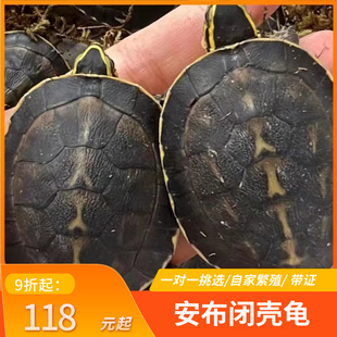 安布闭壳龟安布苗扁安宠物龟半水龟线安苗杂食龟活体灰招财龟可挑