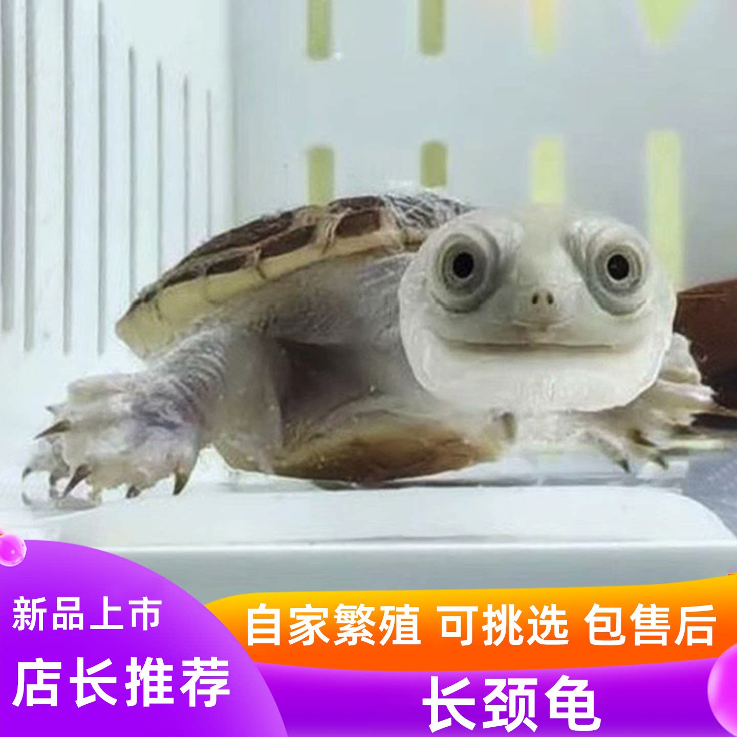 长颈龟苗深水龟宠物沼泽网面扁头古氏蛇颈黄头侧颈龟乌龟活物可挑