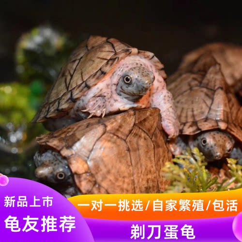 剃刀蛋龟苗迷你宠物龟深水乌龟活物观赏龟迷你屋顶龟剃刀龟网红龟