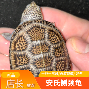 安氏侧颈龟仰泳小王子西非侧颈龟沼泽侧颈龟深水观赏龟乌龟活体