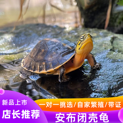 安布闭壳龟安布苗扁安宠物龟半水龟线安苗杂食龟活体灰招财龟可挑