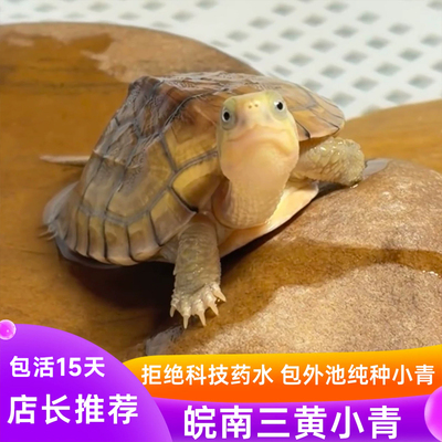 小青龟活体冷水黄喉拟水龟可挑选