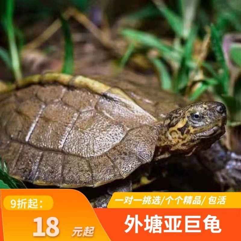 亚洲巨型龟亚巨苗活体亚巨种龟素食龟吃菜龟半水龟好养招财可挑选