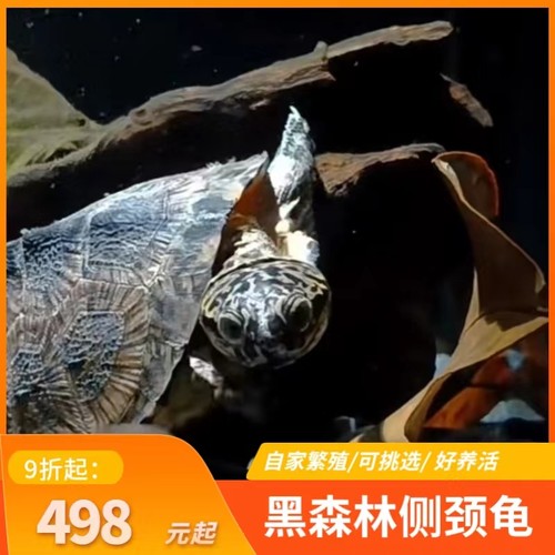 黑森林侧颈龟西非黑森龟宠物泥龟蛋乌龟活体侧颈龟可挑选西非侧颈