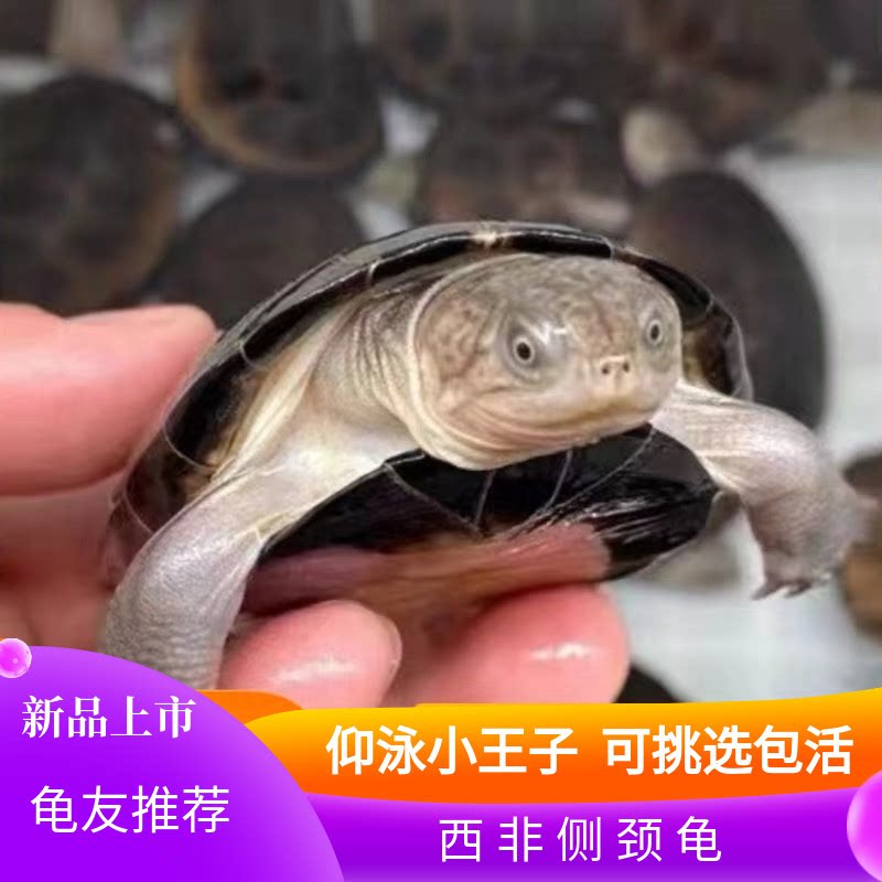 外塘养殖西非侧颈龟苗宠物活体沼泽侧颈深水蛋龟热带网红造景乌龟