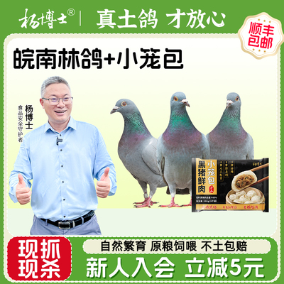 杨博士鸽子新鲜现杀皖南正宗乳鸽食用鸽子鲜鸽子林间散养煲汤鸽子