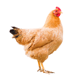 杨博士老母鸡皖南深山农家散养土鸡全粮饲喂土鸡母鸡新鲜整只鸡