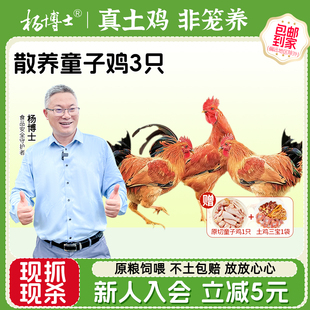 杨博士深山放养小公鸡走地鸡皖南散养童子鸡原切土鸡鸡杂三宝食材