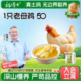杨博士老母鸡皖南深山散养土鸡农家土鸡母鸡新鲜食材整只鸡生鲜鸡