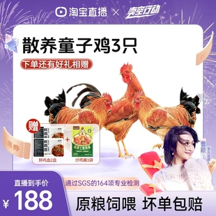 【曹颖甄选】杨博士皖南深山散养童子鸡原粮饲喂土鸡走地鸡生鲜鸡