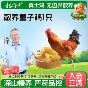 杨博士农家散养土鸡正宗童子鸡走地鸡鸡整只新鲜小公鸡清蒸食材