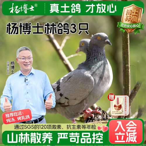杨博士皖南林鸽新鲜鸽子肉散养土鸽子正宗生鲜乳鸽孕妇营养食材