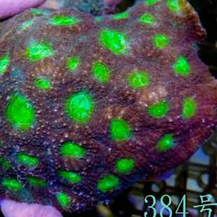 绿红纽扣脑珊瑚荧光绿分支脑珊瑚彩色纽扣脑珊瑚人工软体LPS海水