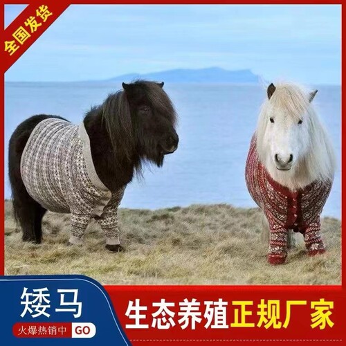 宠物马马骑乘观赏骑乘马
