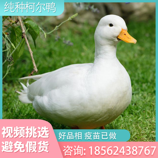 柯尔鸭活物网红可达鸭活物芦丁鸡柯尔鸭活苗宠物观赏鸭芦丁鸡幼崽