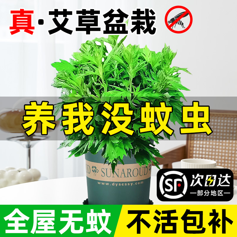 艾草盆栽新鲜可食用艾蒿室内外阳台好养活驱蚊香草小绿植物艾叶苗