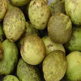 云南野生酸木瓜新鲜水果现摘现发红花木瓜凉拌生吃泡酒炖鸡酸木瓜