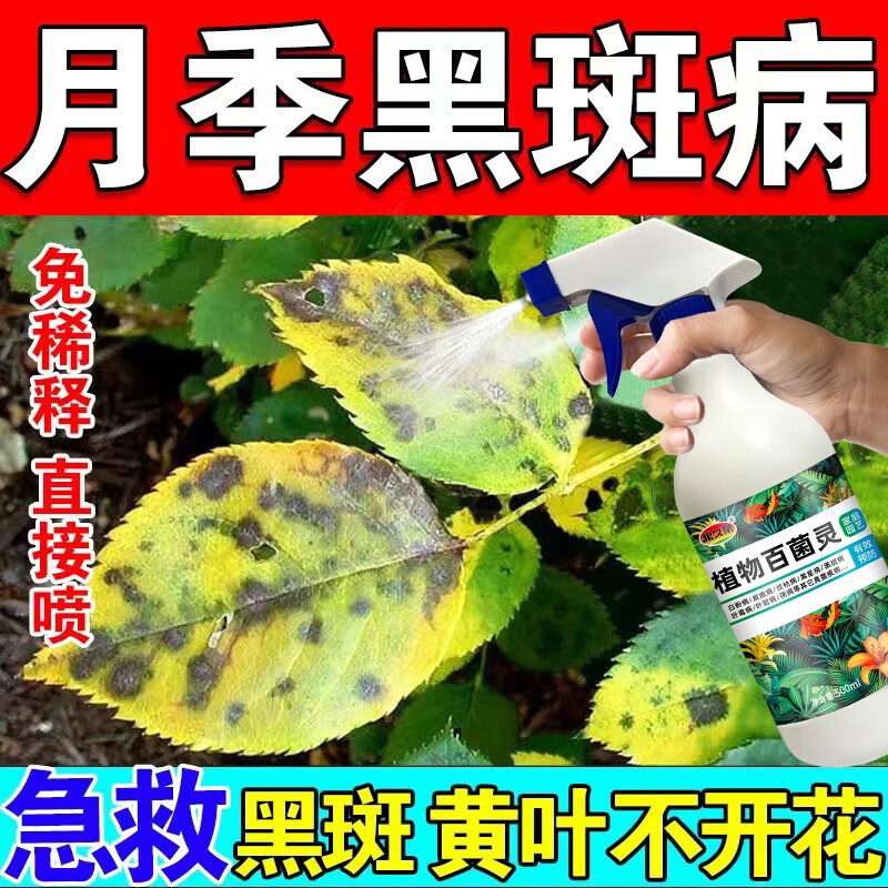 月季花专用肥病虫害常用药玫瑰月季花...