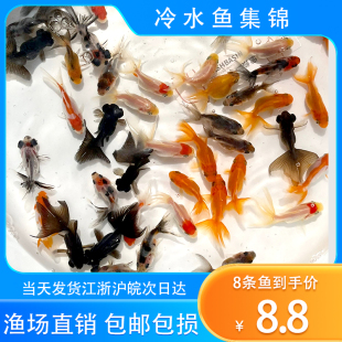 冷水鱼锦鲤鱼观赏鱼小型淡水好养耐活冷水鱼苗新手小金鱼好养耐活