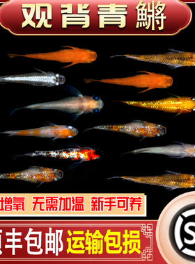 观背青鳉淡水观赏鱼魔法鱼冷水鱼小锦鲤金鱼灵鳉水族活体宠物包邮