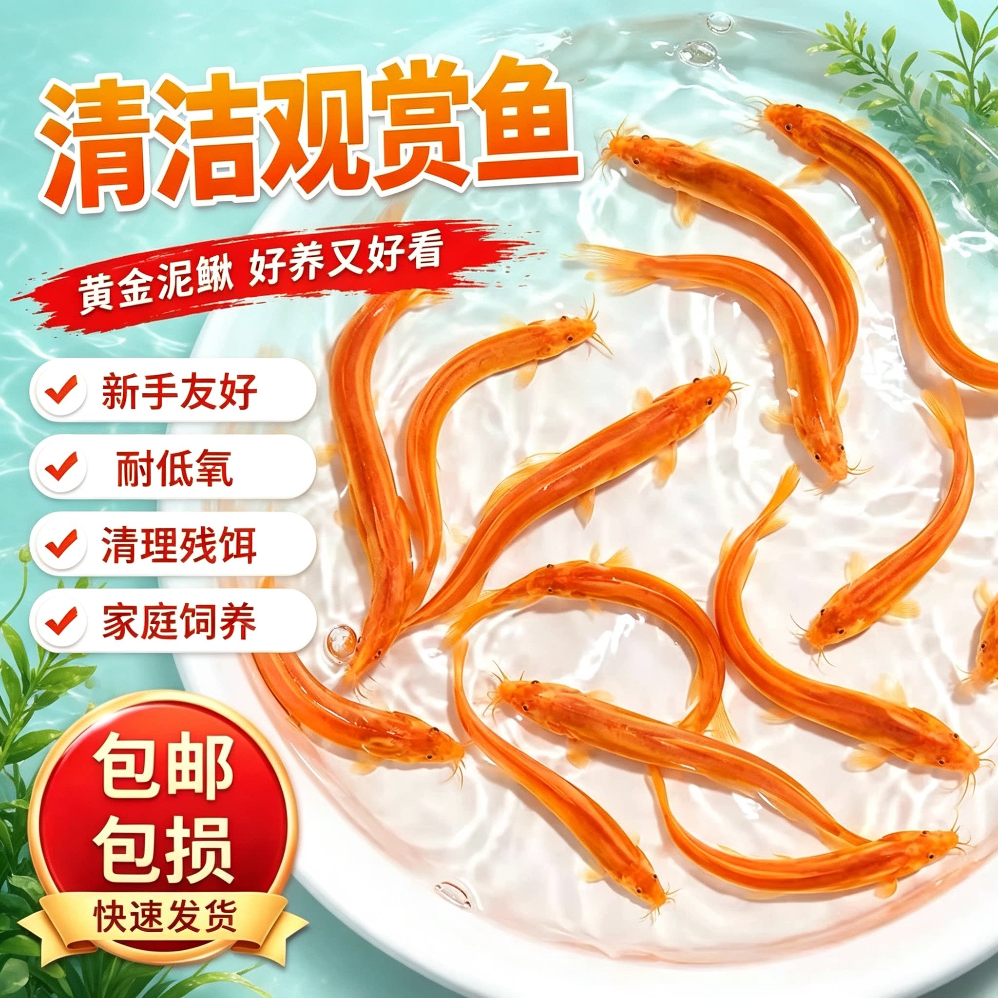 黄金泥鳅冷水清道夫鱼缸除藻清洁工具鱼新练手活鱼观赏鱼小金鱼苗