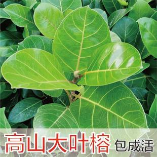 正宗高山榕吸水石树苗大叶榕树苗气生根四季常绿植物庭院富贵榕树