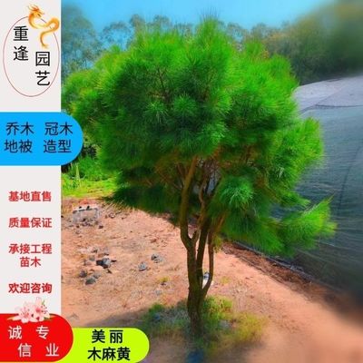木麻黄树苗复绿苗马尾松树苗