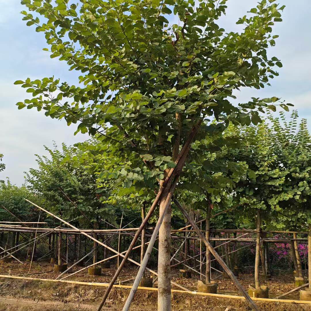 宫粉紫荆树苗洋紫荆小苗广东苗羊蹄甲庭院绿化常绿观花风景树