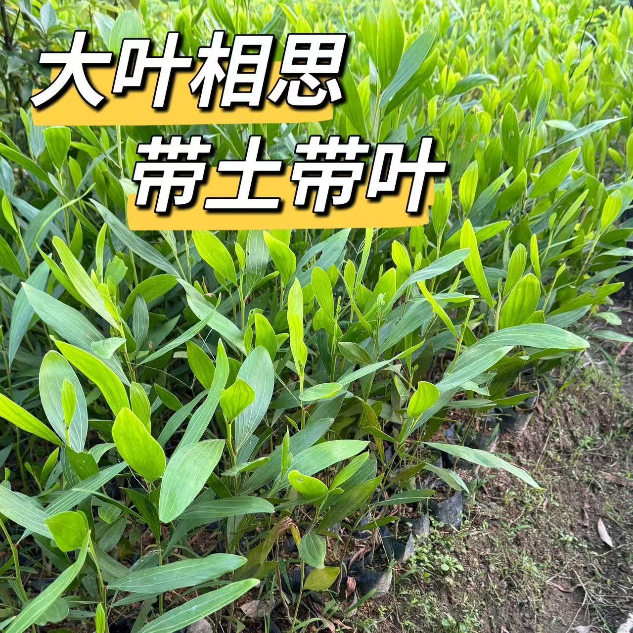 台湾大叶相思树苗常绿遮荫常绿