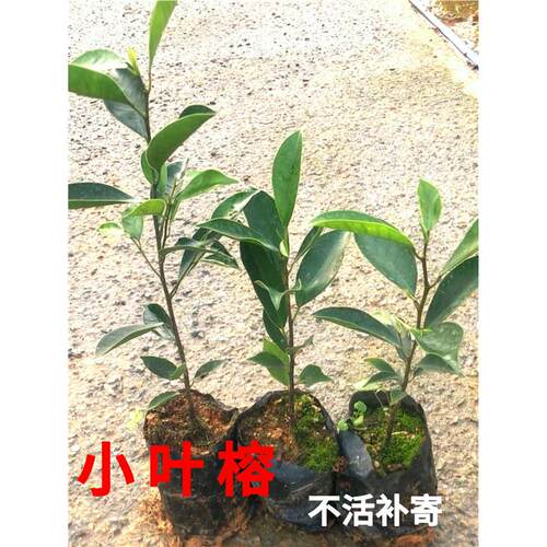 小叶榕树苗正宗细叶榕大叶榕