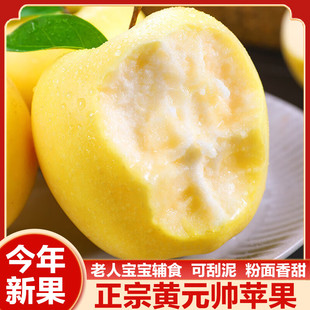 正宗黄元帅苹果粉面沙可刮泥苹果新鲜香甜宝宝老人辅食黄金帅苹果