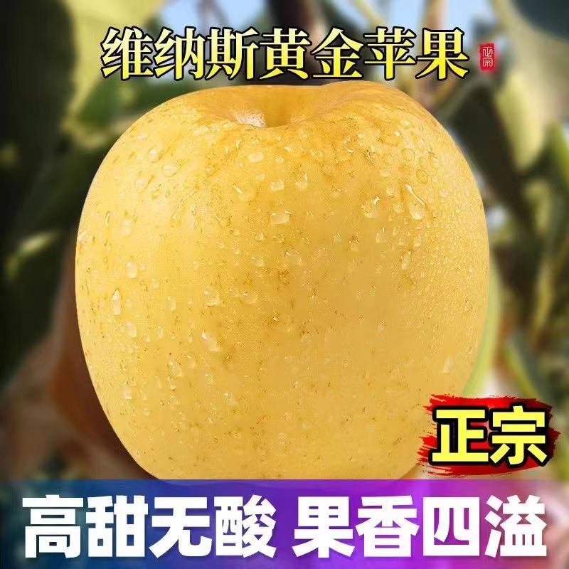 黄金维纳斯苹果脆甜多汁4斤新鲜大果黄金维苹果水果脆甜可选顺丰