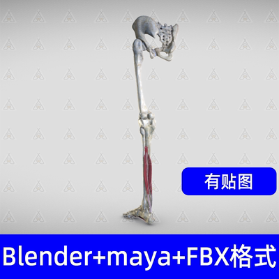blender腿部下肢骨骼肌肉解剖c4d骨骼五趾3d模型fbx建模maya素材