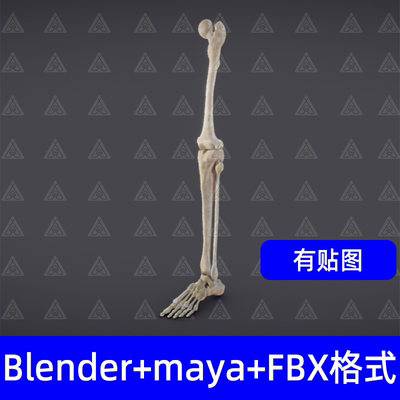 Blender人类腿部骨骼骨架脚五趾医学解剖3d模型maya模型fbx