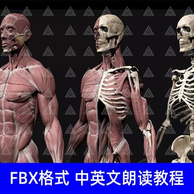 Blender高质量真实肌肉人体解剖骨骼套件3D模型中文教程X-Muscle