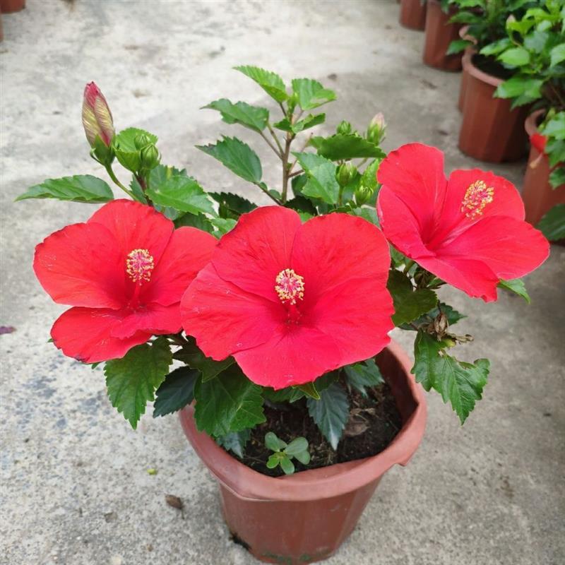 进口扶桑花卉带花苞丹麦木槿花苗四季开花朱瑾花阳台植物绿植盆栽