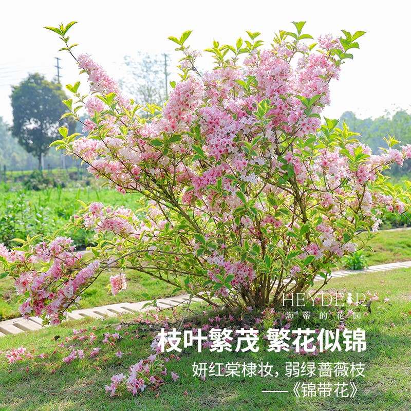 海蒂的花园花叶锦带花灌木耐寒庭院造景花园爆花常绿叶盆栽开花苗