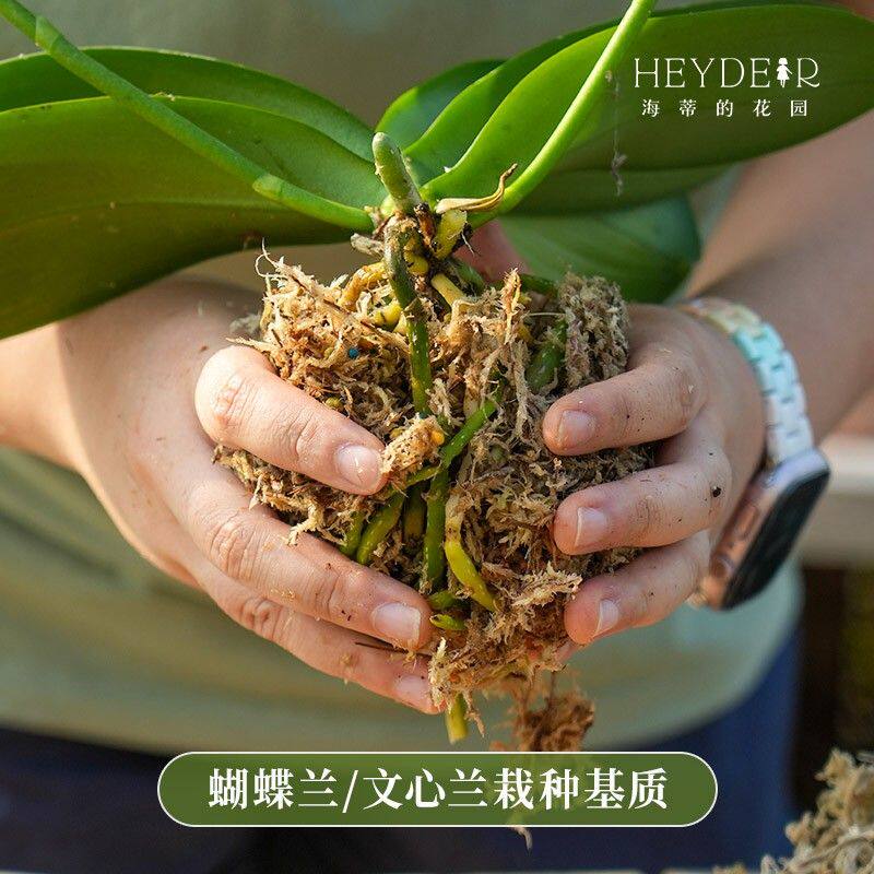 海蒂的花园干水苔蝴蝶兰养兰花保湿透气保水草苔藓种植营养植物