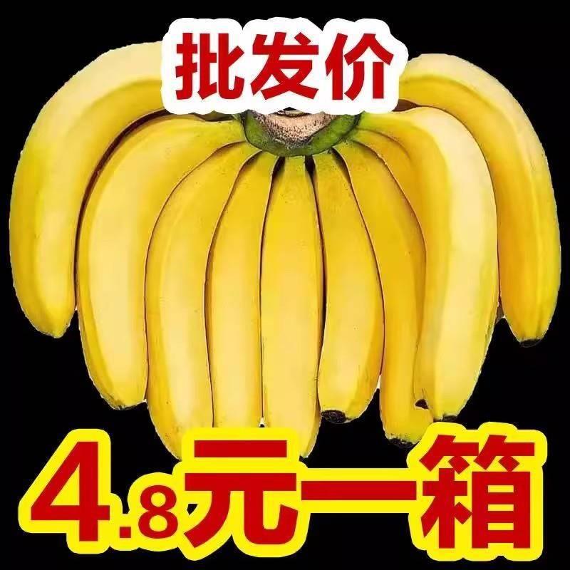 云南高山甜香蕉10斤当季新鲜水果大芭蕉小米蕉甜蕉皇帝蕉整箱包邮