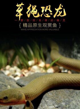 草绳恐龙鱼混养观赏热带鱼远古鱼进口活化石大型淡水鱼虎纹恐龙鱼