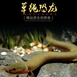 草绳恐龙鱼混养观赏热带鱼远古鱼进口活化石大型淡水鱼虎纹恐龙鱼