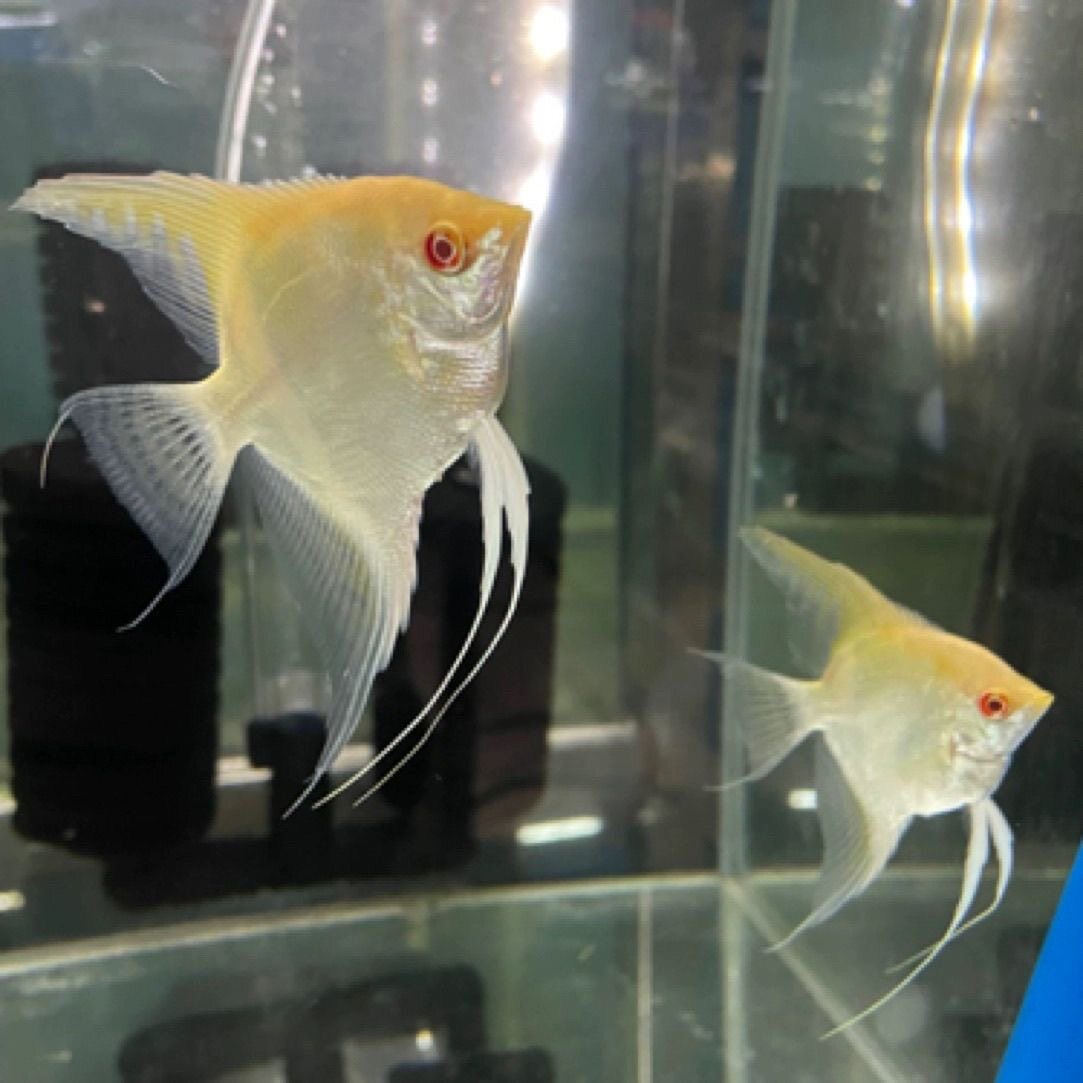 黄蜻蜓短鳍红眼燕鱼神仙鱼观赏鱼自家繁殖好养耐活淡水混养热带鱼