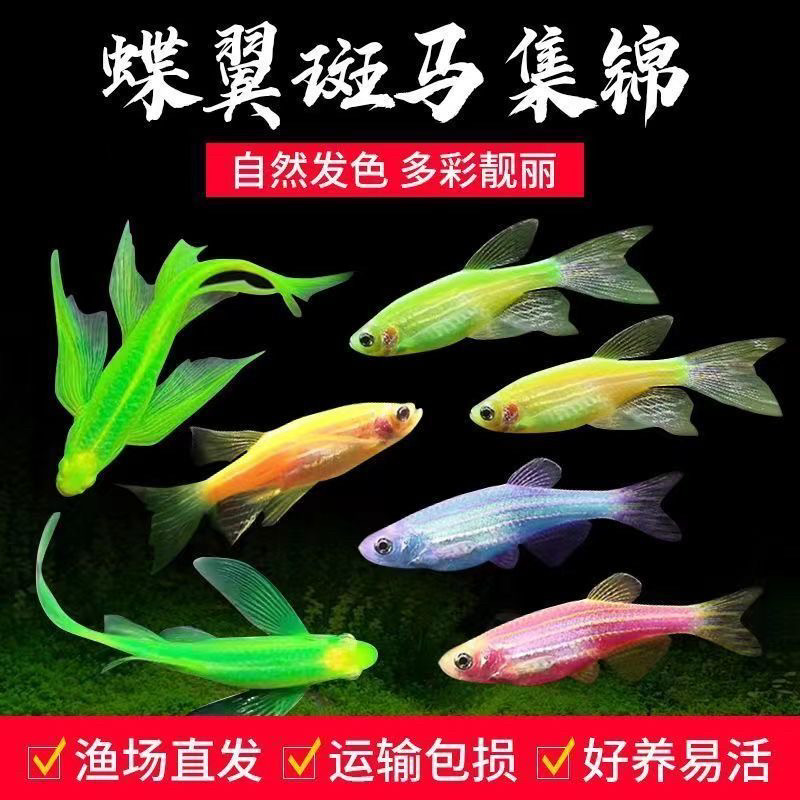 长尾斑马蝶翼仙子小型热带鱼淡水群游五彩七彩班马观赏鱼