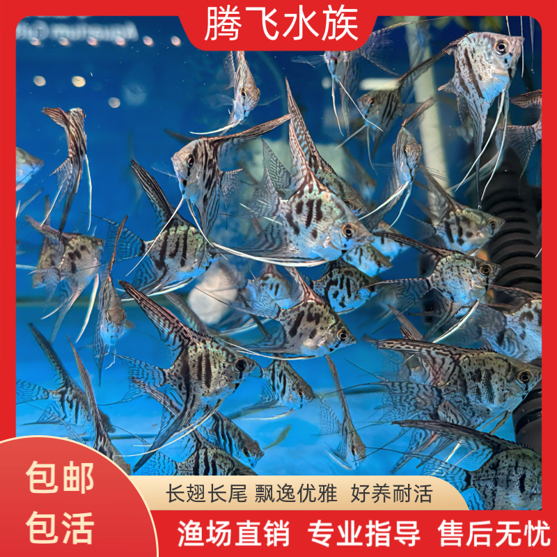 高翅奇纹豹点神仙鱼大型燕子鱼豹点秘鲁热带淡水鱼观赏鱼活体